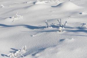 fond de neige fraîche photo