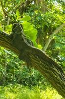 iguane allongé assis sur une branche d'un arbre mexique.