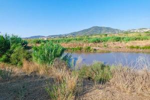 végétation aux abords d'une rivière, herbes sèches photo