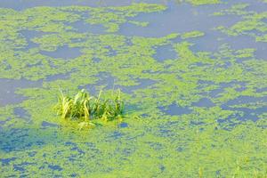 eau stagnante, milieux humides à proximité d'une rivière, végétation photo