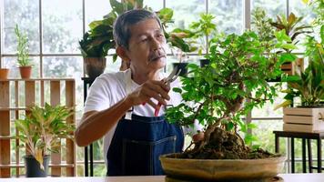 heureux homme jardinier senior prenant soin de ses plantes en serre. photo