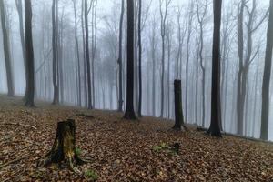 forêt de hêtres d'automne photo