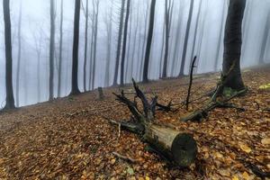 forêt de hêtres d'automne photo