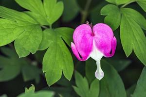 fleur de dicentra spectabilis photo