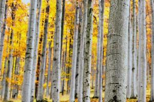 forêt de hêtres d'automne photo