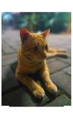 se détendre chat orange photo