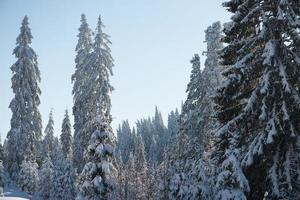 fond de forêt de pins recouvert de neige fraîche photo