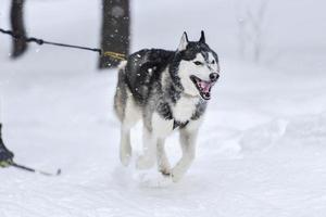 chien de traîneau husky en cours d'exécution photo