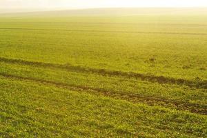 herbe verte sur fond beau coucher de soleil photo