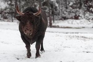 un gros taureau noir dans la neige s'entraînant à se battre dans l'arène. notion de tauromachie. mise au point sélective photo