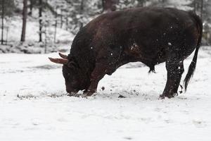 un gros taureau noir dans la neige s'entraînant à se battre dans l'arène. notion de tauromachie. mise au point sélective photo