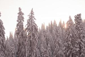 fond de forêt de pins recouvert de neige fraîche photo