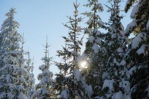 fond de forêt de pins recouvert de neige fraîche photo