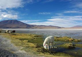 alpaga broutant dans le magnifique paysage du salar de uyuni, bolivie photo