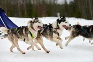 courir un chien husky sur une course de chiens de traîneau photo