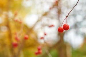 baies de viorne sur les branches photo