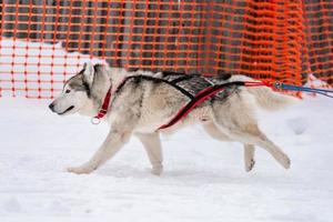 courses de chiens de traîneau. équipe de chiens de traîneau husky en course de harnais et conducteur de chien de traction. compétition de championnat de sports d'hiver. photo