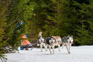 course de chiens de traîneau husky photo