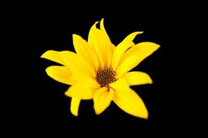 topinambour fleur jaune topinambour sur fond noir, belle toile de fond photo