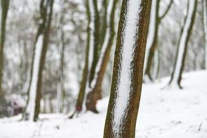 troncs d'arbres recouverts de neige, paysage d'hiver, espace de copie photo