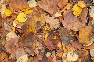 feuilles d'automne, vue de dessus photo