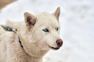 visage de chien de traîneau husky, fond d'hiver photo