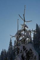 fond de forêt de pins recouvert de neige fraîche photo