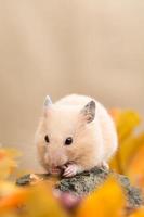 hamster doré photo