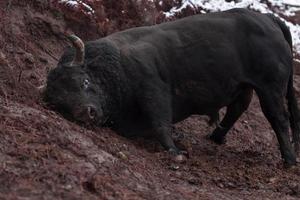 un gros taureau noir plante ses cornes dans le sol enneigé et s'entraîne à combattre dans l'arène. le concept de tauromachie. mise au point sélective photo