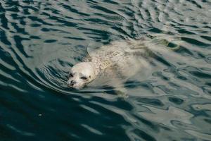 Les phoques gris sauvages Halichoerus grypus sur la côte allemande de la mer du Nord photo