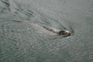 Les phoques gris sauvages Halichoerus grypus sur la côte allemande de la mer du Nord photo