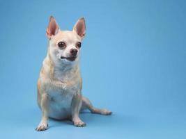 chien chihuahua à cheveux courts brun sain assis sur fond bleu, regardant étonnamment à sa gauche, copiez l'espace. photo