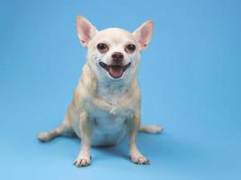 chien chihuahua à cheveux courts brun en bonne santé, assis sur fond bleu, souriant avec sa langue et regardant la caméra, isolé. photo