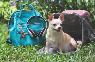 chien chihuahua à cheveux courts brun assis devant un sac de transport pour animaux de compagnie de voyageur en tissu rose sur l'herbe verte dans le jardin avec sac à dos et écouteurs. photo