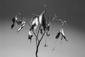 plante d'intérieur sèche en noir et blanc. photo