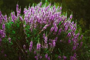 belles fleurs violettes sauvages. photo