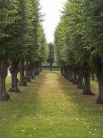 deux rangées d'arbres forment des lignes convergentes dans les jardins de frederiksberg à copenhague, au danemark. photo
