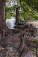 les racines des cyprès chauves grimpant le long de la rive de la rivière guadalupe au texas. photo