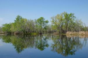 une rangée d'arbres reflétée sur de l'eau calme au parc d'état de brazos bend au texas. photo