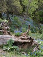 Bluebonnets poussant sur un journal tombé pendant la saison des fleurs sauvages du printemps.. photo