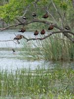 des canards siffleurs à ventre noir perchés dans un arbre dont les branches penchent sur le lac où vivent les alligators. photo