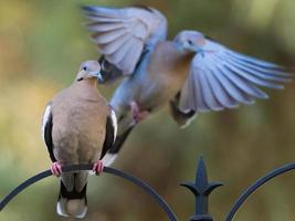 un couple de tourterelles à ailes blanches à la mangeoire, l'une perchée, l'autre venant se poser. photo