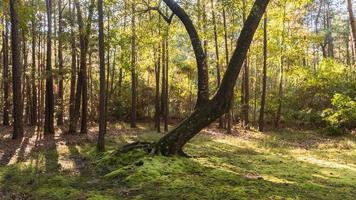 le sol couvert de mousse d'une clairière dans la forêt. photo