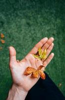 feuilles d'automne jaunes dans la paume d'une fille. photo