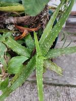 plante d'aloe vera dans les plantes d'intérieur photo