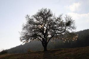 arbre à souhaits à istanbul photo