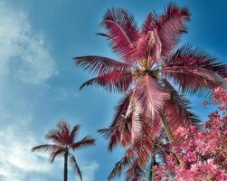plans infrarouges fantastiques magiques de palmiers sur les îles seychelles photo