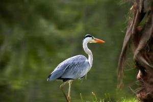 Héron cendré à un petit étang sur l'île de Praha aux Seychelles photo