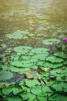 bel oiseau debout sur le lotus, lotus dans le lac de lotus photo
