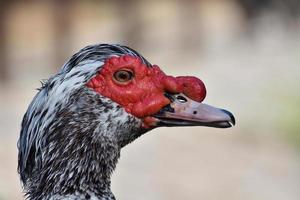 Portrait de canard de Barbarie Cairina moschata photo
